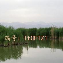 ɹ