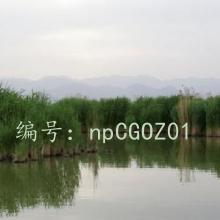 Ͻ